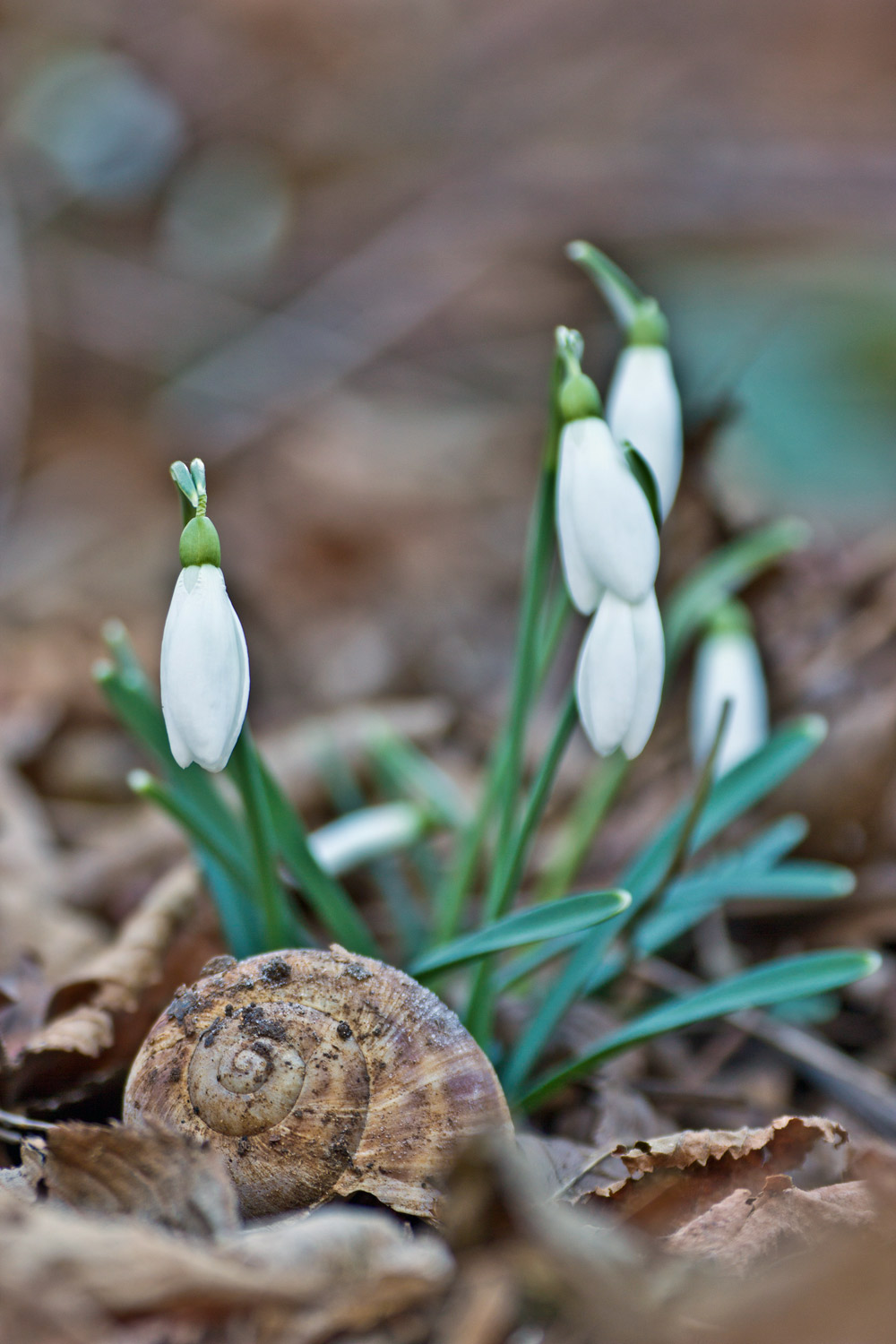 Galanthus nivalis / Bucaneve